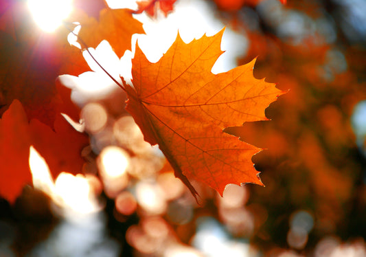 Beneficios del Sirop de Maple