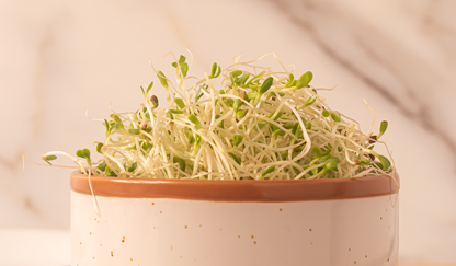 Handy Pantry - Alfalfa Sprouting Seeds 4oz