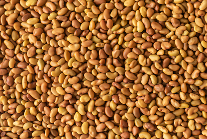 Handy Pantry - Alfalfa Sprouting Seeds 4oz